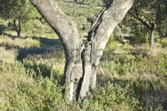 albero-rotto-in-mezzo-al-paesaggio
