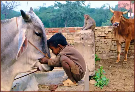 Animali in India