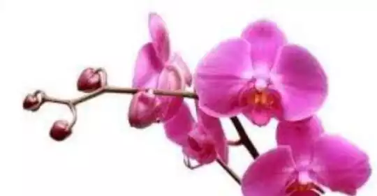 orchidea(2).jpg