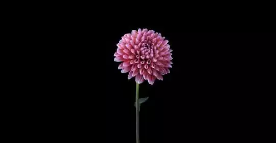 0_Fiore_1.jpg