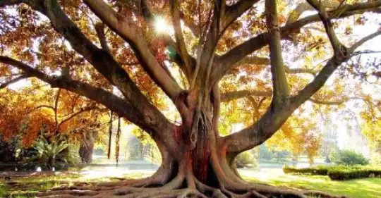 ALBERO(5).jpg