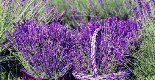 Corso_aromaterapia_-locandina.png