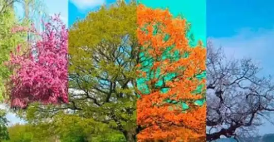 IMMAGINE_QUATTRO_ALBERI_IN_FILA.jpg