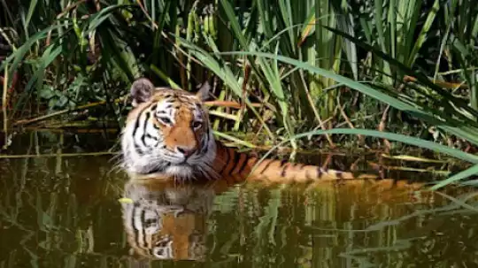 Tigre d'Acqua