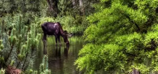 Uomo natura animali