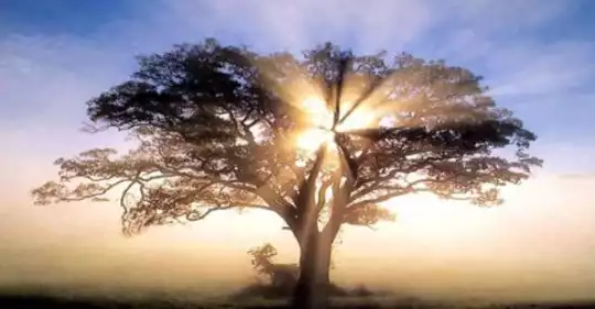 alberi-piu-longevi-a.jpg