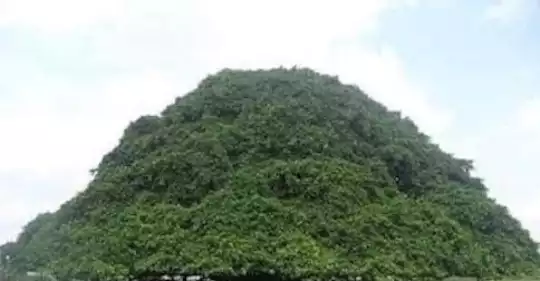 alberodiguanacaste.jpg