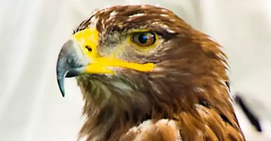 aquila.jpg
