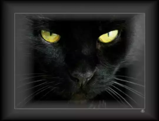gatto nero