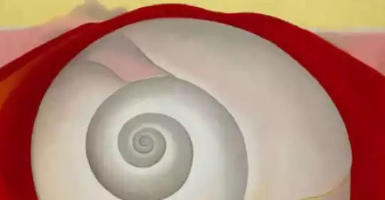 immagine_conchiglia(2).PNG