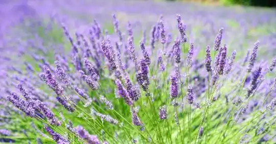 lavanda.jpg
