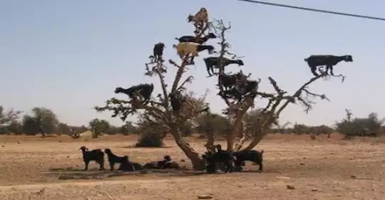 tree_goats2
